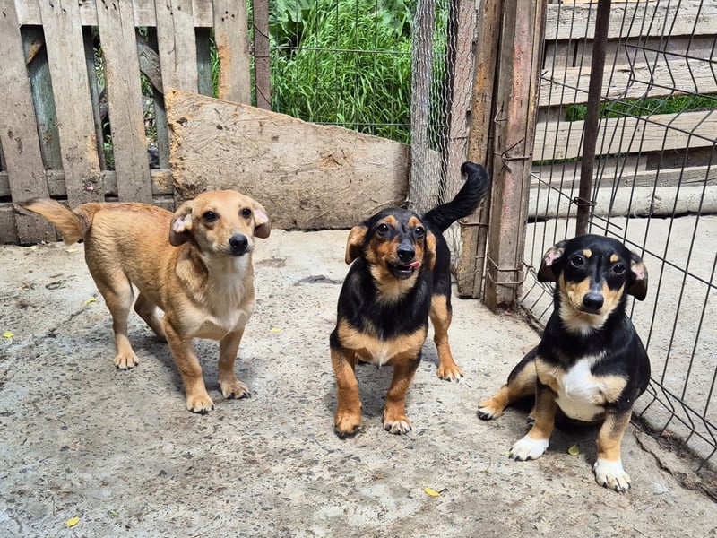 Kleine Riva sucht eine Familie
