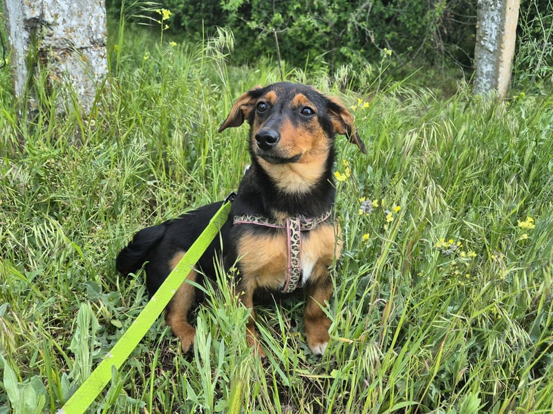 Kleine Riva sucht eine Familie