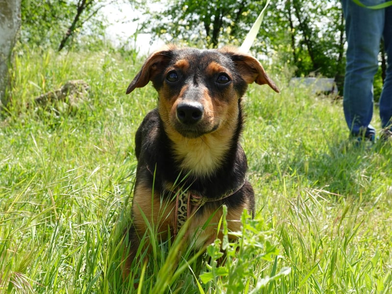 Kleine Riva sucht eine Familie