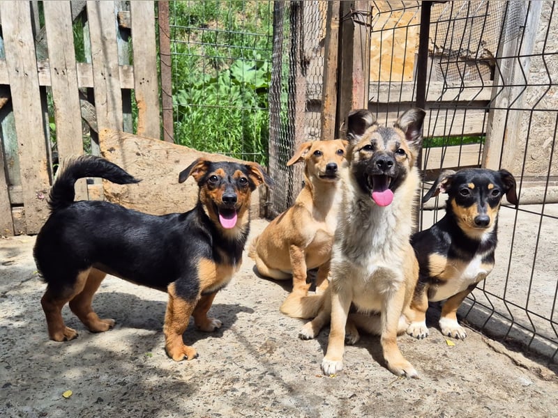 Kleine Riva sucht eine Familie