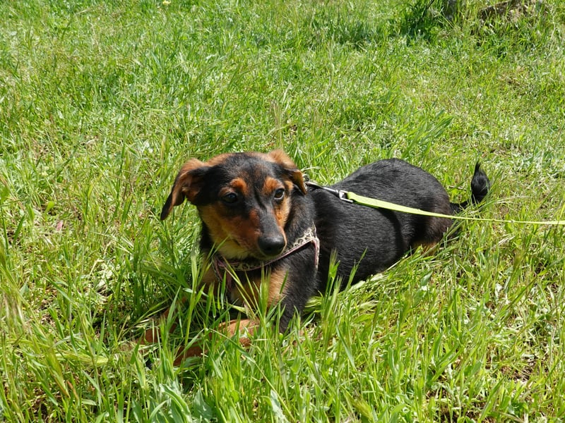 Kleine Riva sucht eine Familie