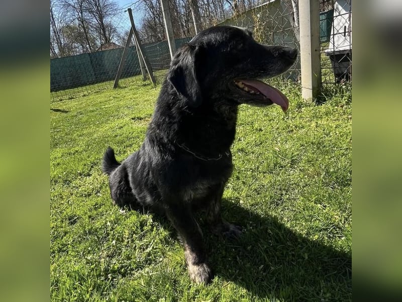 Senka - über 6 Jahre in Tierheim