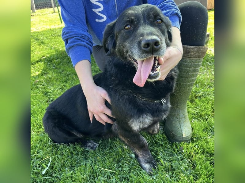 Senka - über 6 Jahre in Tierheim