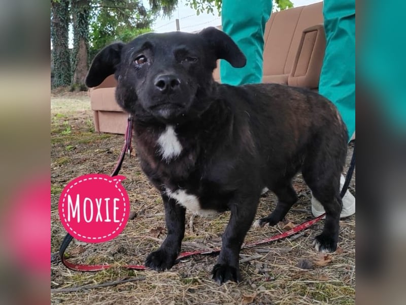 Moxie eine sehr sanfte zarte Seele