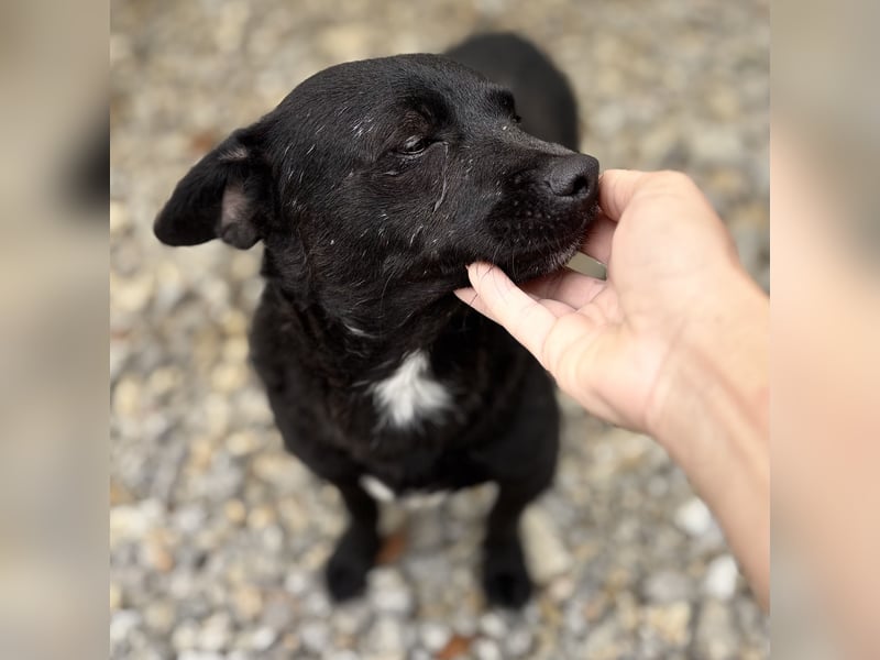 Moxie eine winzige Prinzessin