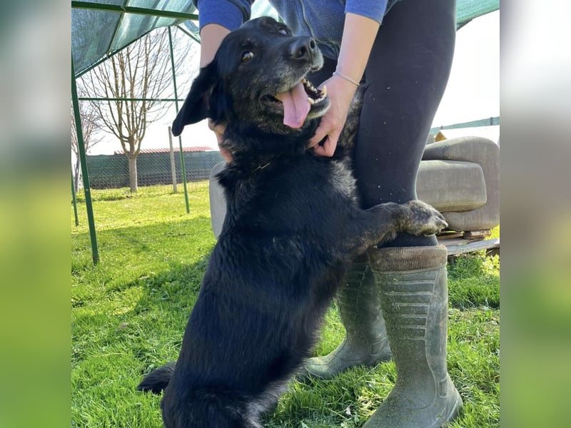 Senka - über 6 Jahre in Tierheim