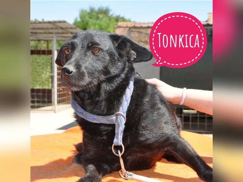 Tonkica eine sehr liebe kleine Hündin