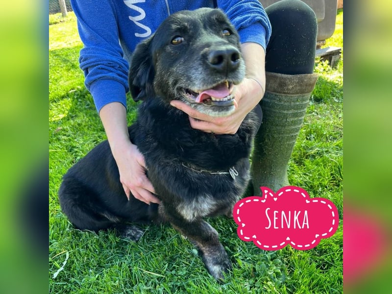 Senka - über 6 Jahre in Tierheim