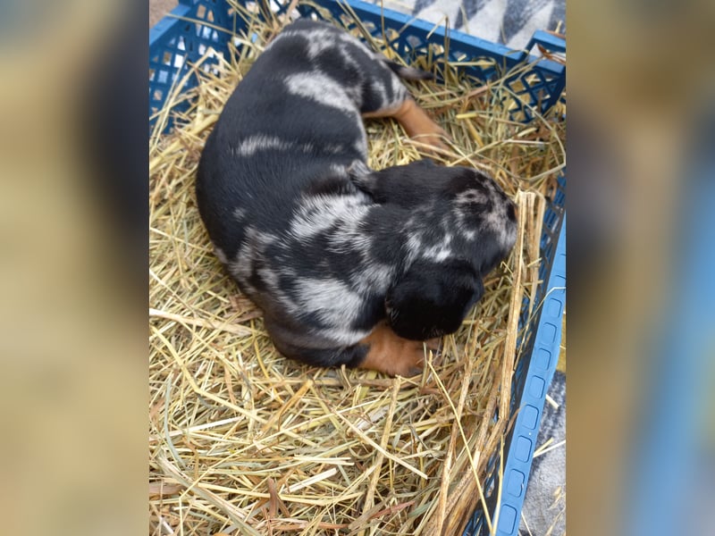 Bunte Dackel Welpen