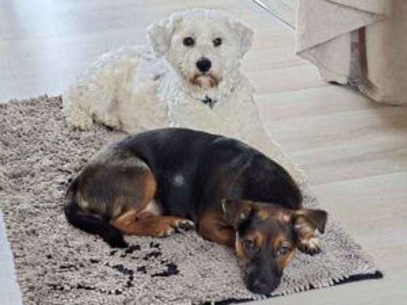Update: Ginny auf Pflegestelle in Lünen