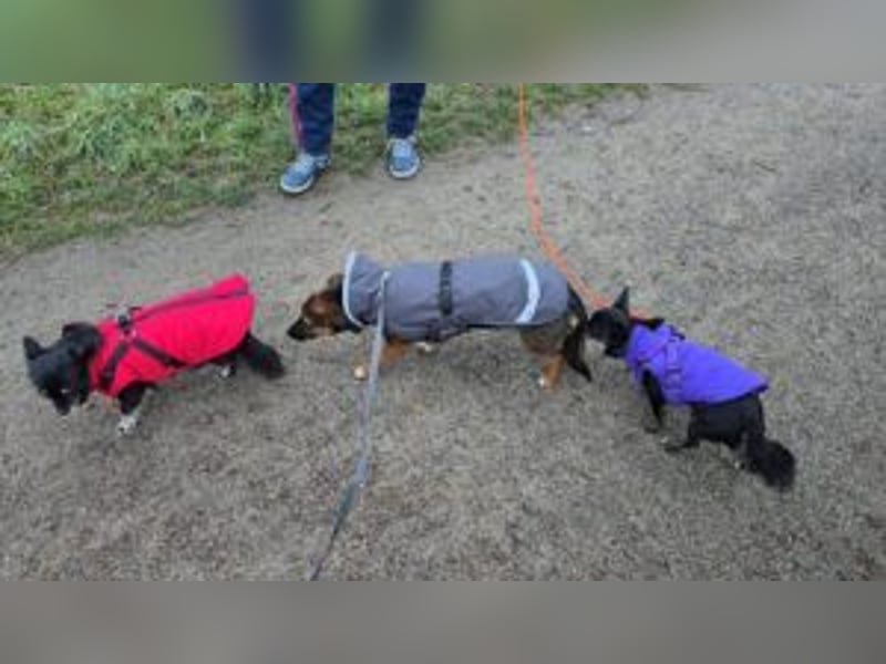 Update: Ginny auf Pflegestelle in Lünen