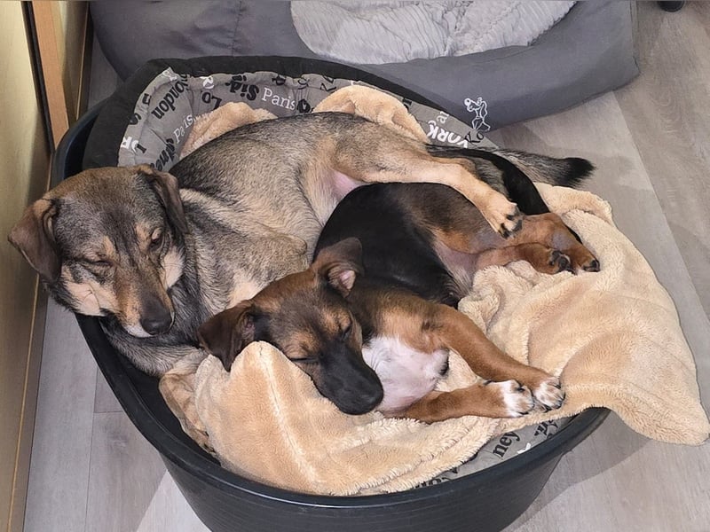 Update: Ginny auf Pflegestelle in Lünen