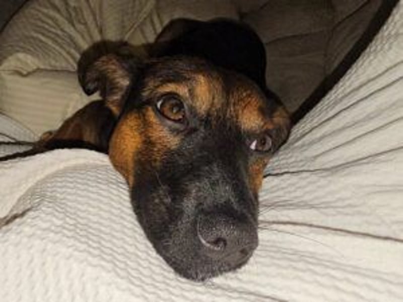 Update: Ginny auf Pflegestelle in Lünen