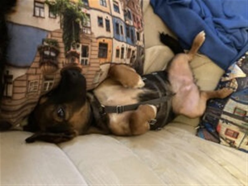 Update: Ginny auf Pflegestelle in Lünen