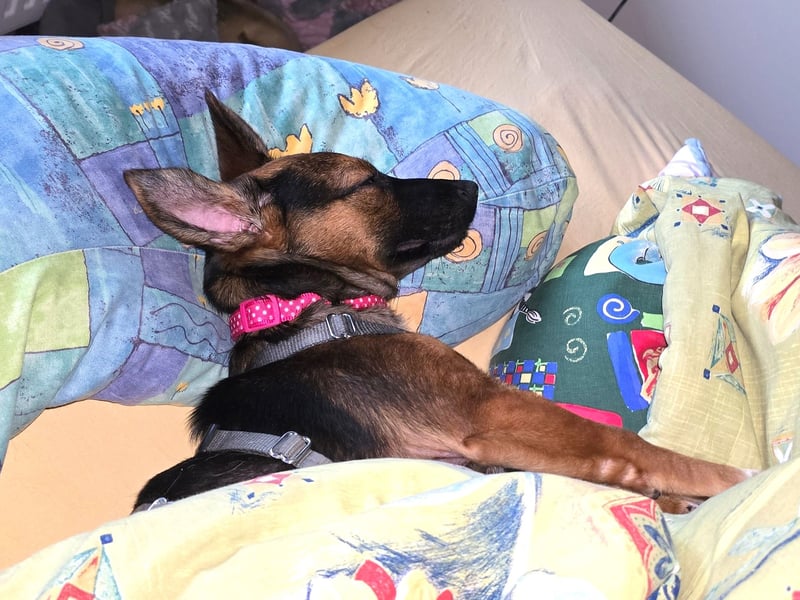 Update: Ginny auf Pflegestelle in Lünen