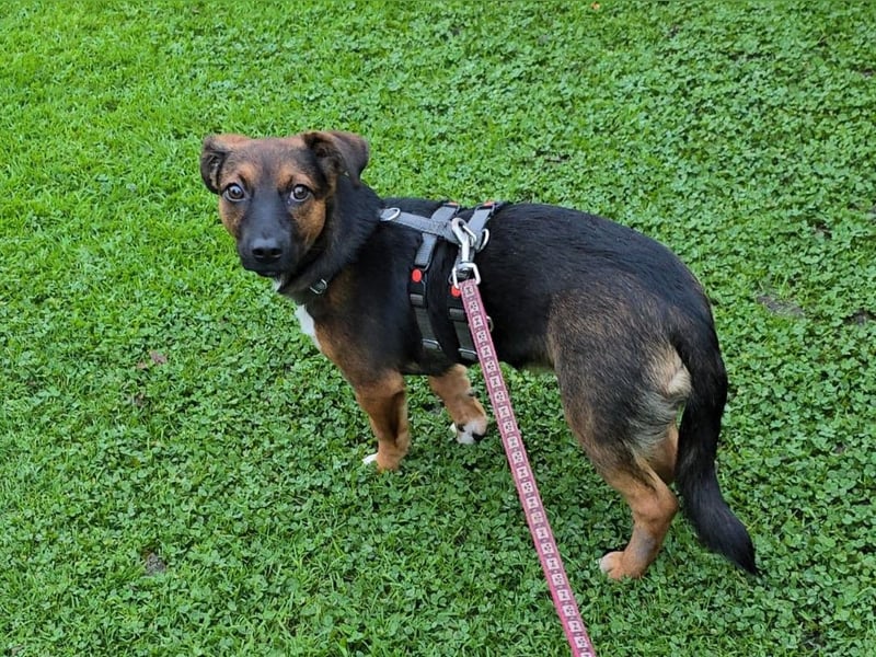 Update: Ginny auf Pflegestelle in Lünen