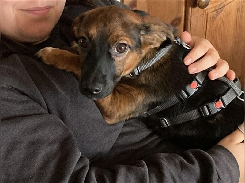 Update: Ginny auf Pflegestelle in Lünen