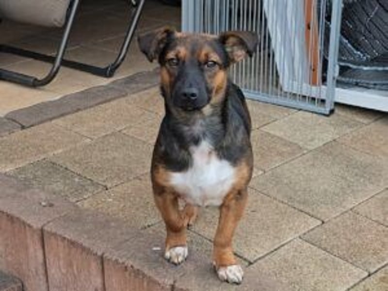 Update: Ginny auf Pflegestelle in Lünen