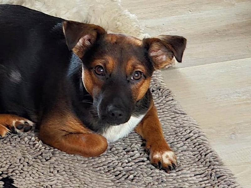 Update: Ginny auf Pflegestelle in Lünen