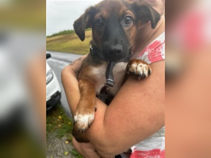 Update: Ginny auf Pflegestelle in Lünen
