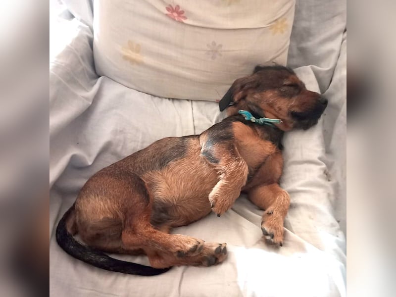 GOLFO - kleiner Charmeur