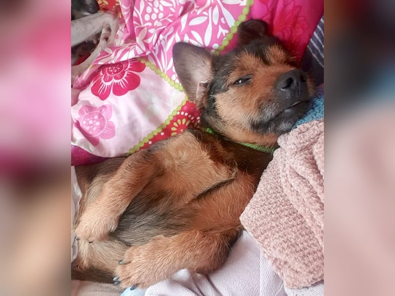 GOLFO - kleiner Charmeur