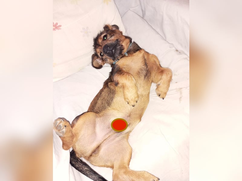 GOLFO - kleiner Charmeur