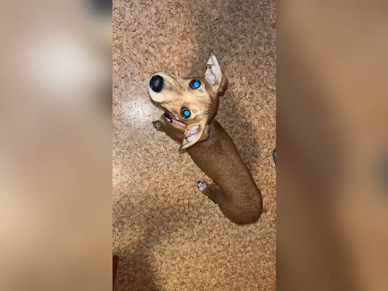 Dackel-Jack Russel Terrier