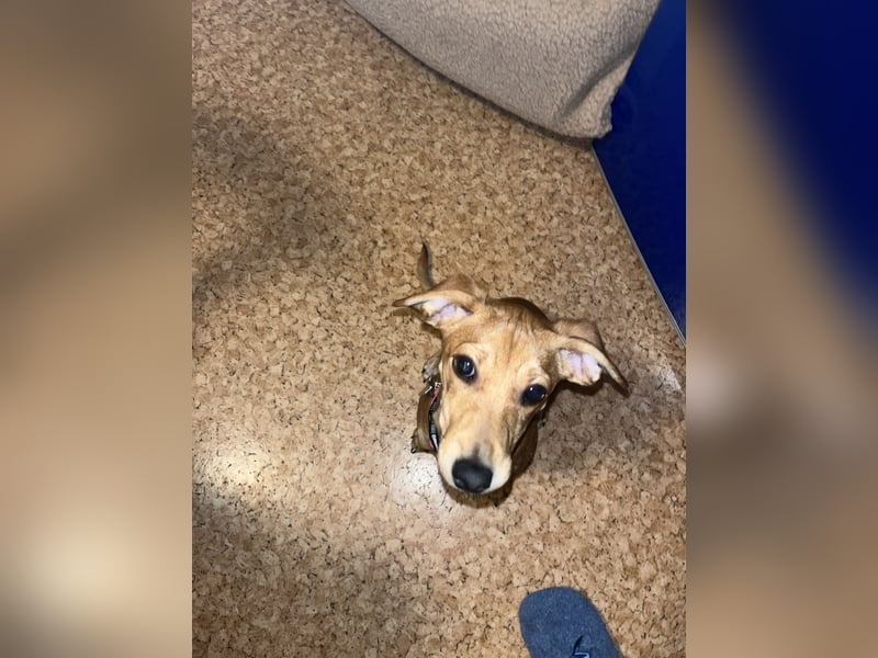 Dackel-Jack Russel Terrier