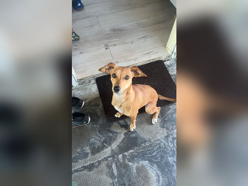 Dackel-Jack Russel Terrier