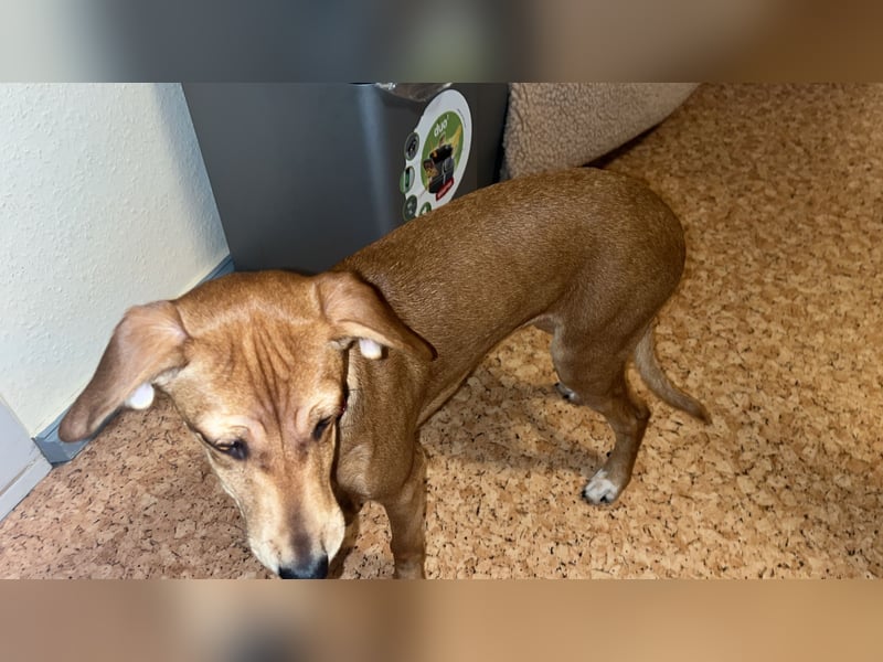 Dackel-Jack Russel Terrier