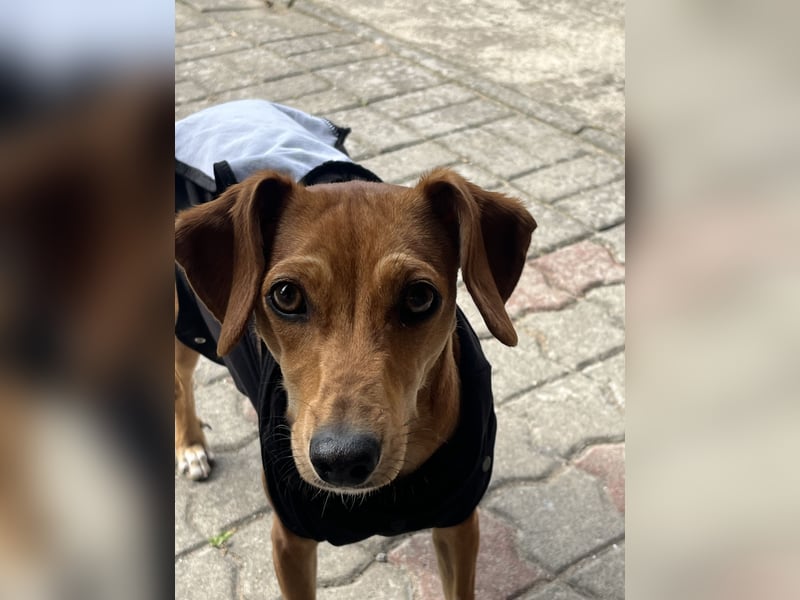 Dackel-Jack Russel Terrier