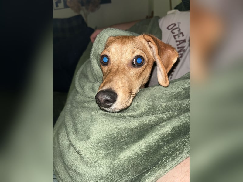 Dackel-Jack Russel Terrier