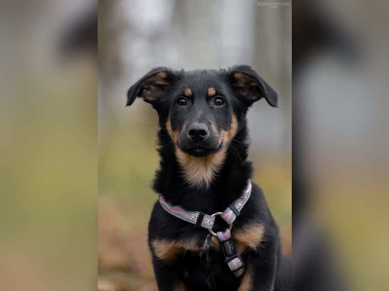 Schlauer SCHON möchte eigene Familie finden