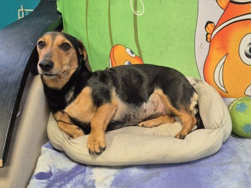 Katzenliebe MARTA hofft auf eine Familie