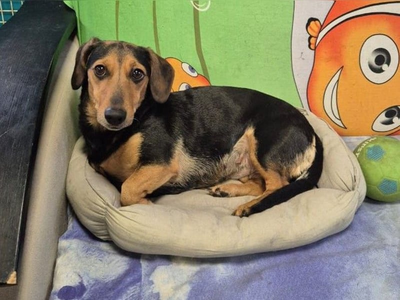 Katzenliebe MARTA hofft auf eine Familie