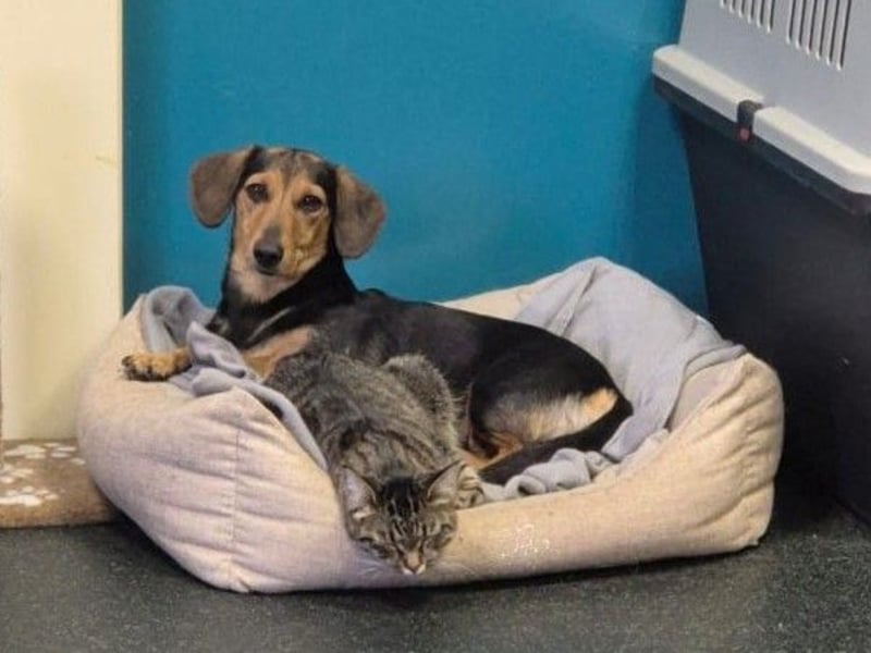 Katzenliebe MARTA hofft auf eine Familie