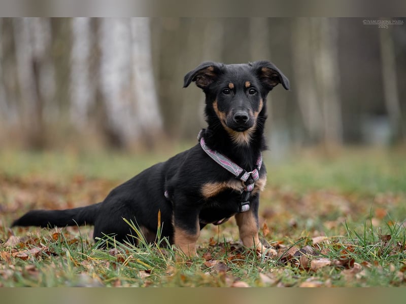 Schlauer SCHON möchte eigene Familie finden