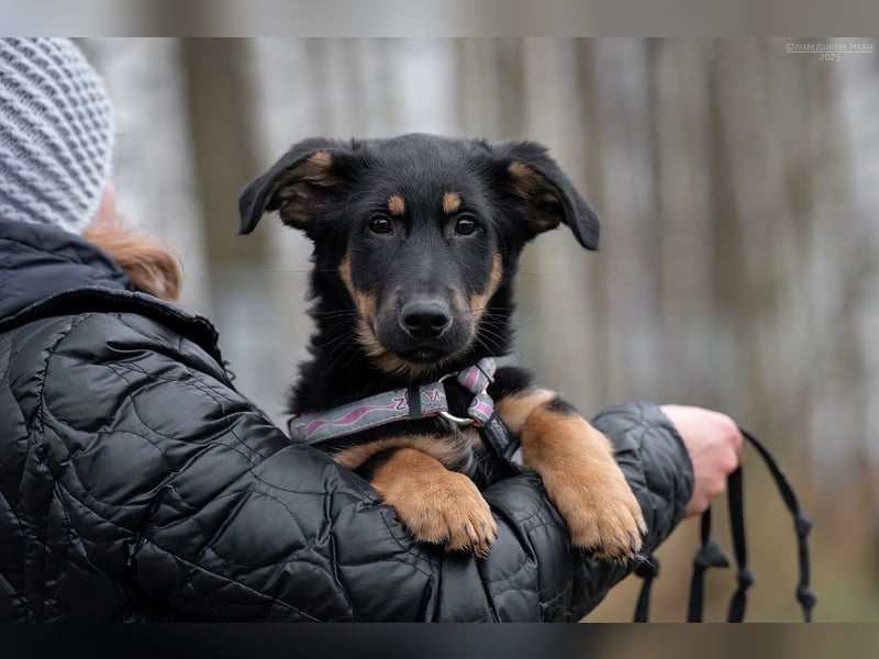 Schlauer SCHON möchte eigene Familie finden