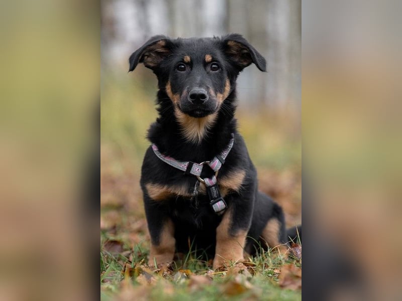 Schlauer SCHON möchte eigene Familie finden