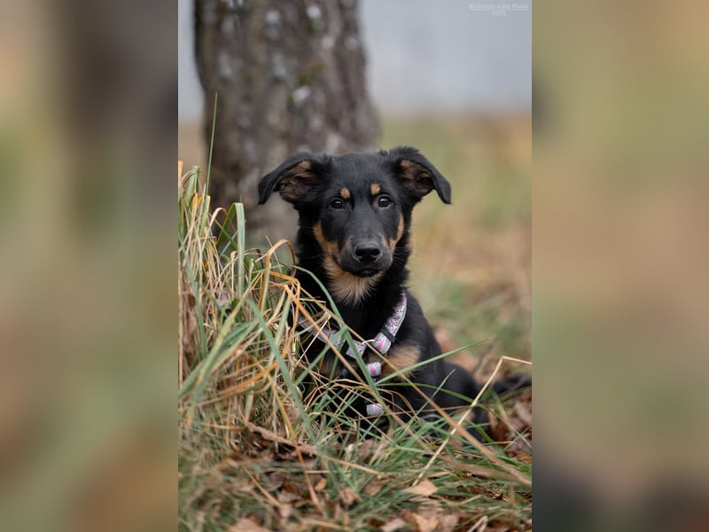Schlauer SCHON möchte eigene Familie finden