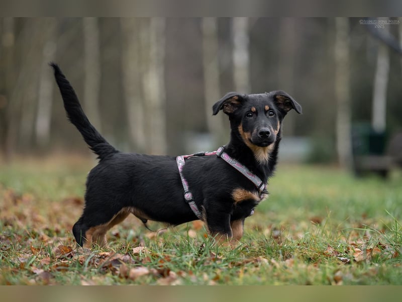 Schlauer SCHON möchte eigene Familie finden