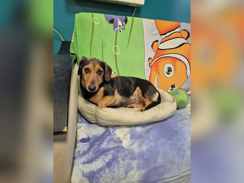 Katzenliebe MARTA hofft auf eine Familie