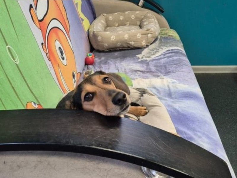 Katzenliebe MARTA hofft auf eine Familie