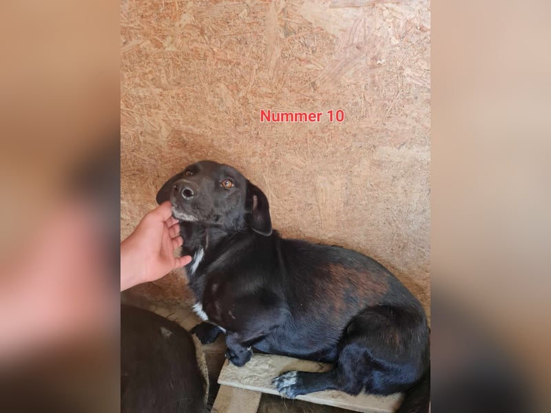 Pearl- schwarzes „Dackel“ Mix Mädchen“ ca. 6 Jahre alt