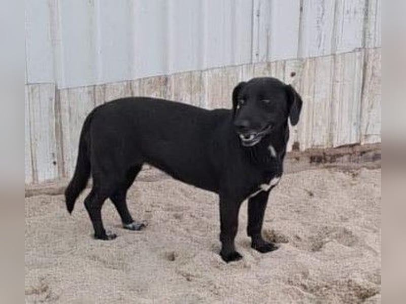 Pearl- schwarzes „Dackel“ Mix Mädchen“ ca. 6 Jahre alt