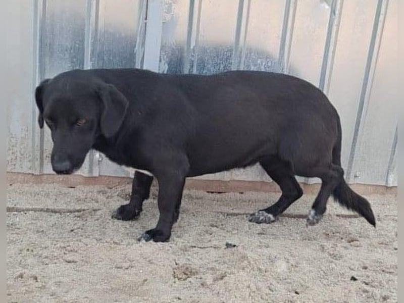 Pearl- schwarzes „Dackel“ Mix Mädchen“ ca. 6 Jahre alt