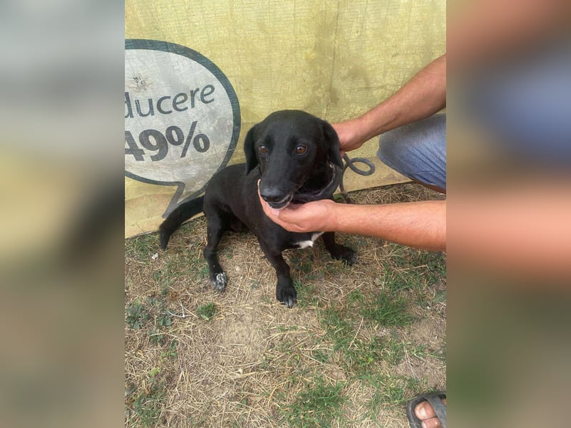 Pearl- schwarzes „Dackel“ Mix Mädchen“ ca. 6 Jahre alt