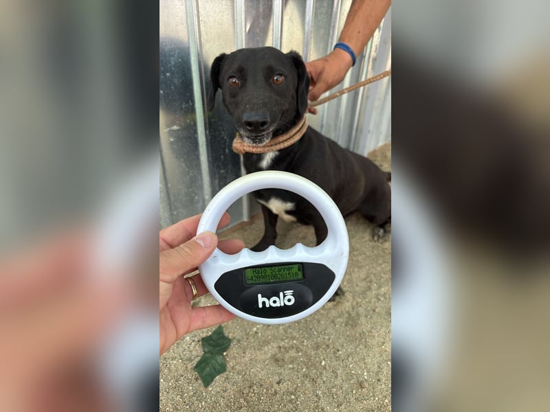 Pearl- schwarzes „Dackel“ Mix Mädchen“ ca. 6 Jahre alt