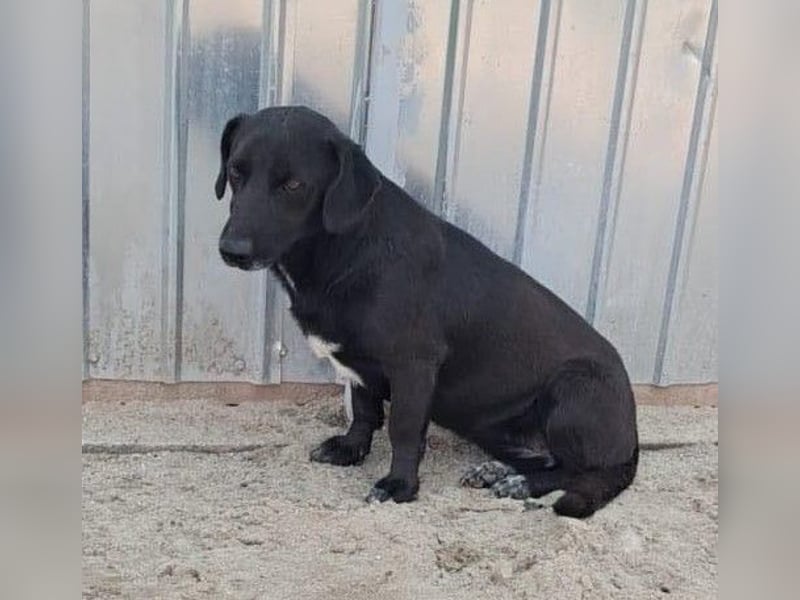 Pearl- schwarzes „Dackel“ Mix Mädchen“ ca. 6 Jahre alt